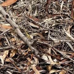 Orthetrum caledonicum (Blue Skimmer) at Kaleen, ACT - Today by LouiseSproule