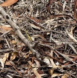 Orthetrum caledonicum (Blue Skimmer) at Kaleen, ACT - Today by LouiseSproule