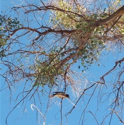 Cracticus torquatus (Grey Butcherbird) at Burrumbuttock, NSW - 20 Feb 2025 by RobCook