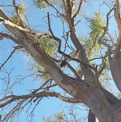 Cracticus torquatus at Burrumbuttock, NSW - 20 Feb 2025 09:15 AM