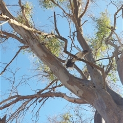 Cracticus torquatus at Burrumbuttock, NSW - 20 Feb 2025 09:15 AM