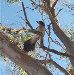 Cracticus torquatus at Burrumbuttock, NSW - 20 Feb 2025 09:15 AM