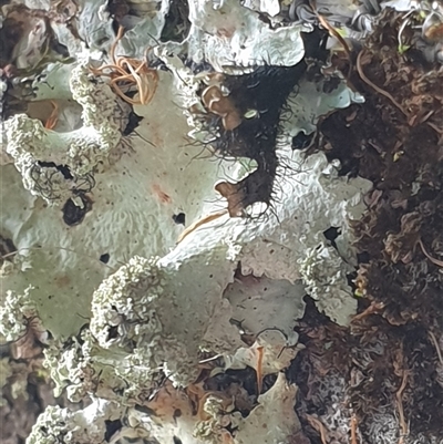 Unidentified Lichen, Moss or other Bryophyte by MazzV