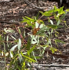 Heteronympha penelope (Shouldered Brown) at Kaleen, ACT - 22 Feb 2025 by LouiseSproule