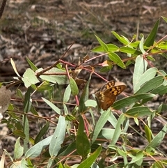 Heteronympha penelope at Kaleen, ACT - 22 Feb 2025 11:49 AM