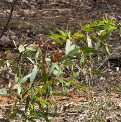 Heteronympha penelope at Kaleen, ACT - 22 Feb 2025 11:49 AM