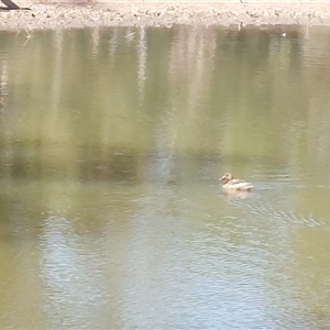 Aythya australis at Burrumbuttock, NSW - 20 Feb 2025 10:51 AM