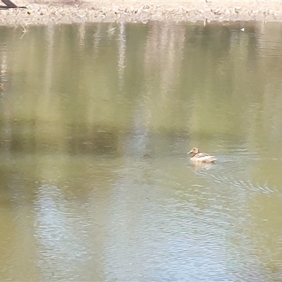 Aythya australis (Hardhead) at Burrumbuttock, NSW - 20 Feb 2025 by RobCook