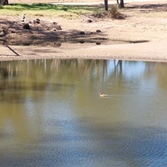 Aythya australis at Burrumbuttock, NSW - 20 Feb 2025 10:51 AM