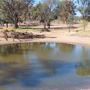 Aythya australis at Burrumbuttock, NSW - 20 Feb 2025 10:51 AM