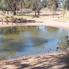 Aythya australis at Burrumbuttock, NSW - 20 Feb 2025 10:51 AM