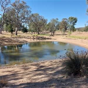 Aythya australis at Burrumbuttock, NSW - 20 Feb 2025 10:51 AM