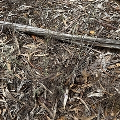 Vittadinia sp. at Kaleen, ACT - Today by LouiseSproule