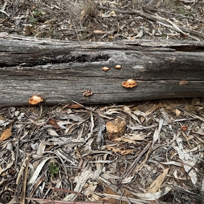 Unidentified Fungus at Kaleen, ACT - 22 Feb 2025 by LouiseSproule