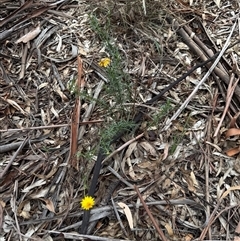 Xerochrysum viscosum at Kaleen, ACT - Today by LouiseSproule