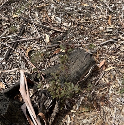 Unidentified Plant at Kaleen, ACT - Today by LouiseSproule