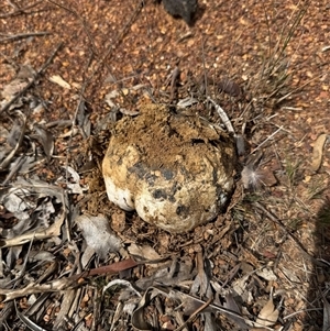 Pisolithus sp. at Kaleen, ACT - Today by LouiseSproule