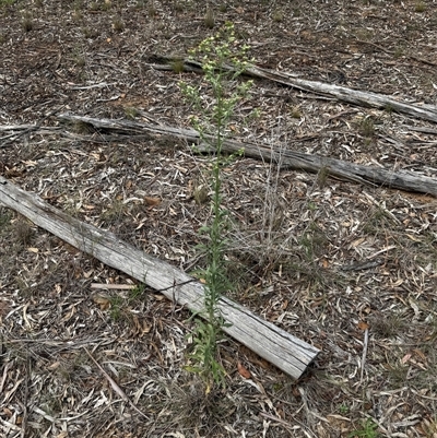 Erigeron sp. at Kaleen, ACT - Today by LouiseSproule