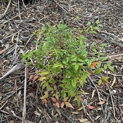 Nandina domestica at Kaleen, ACT - Today by LouiseSproule