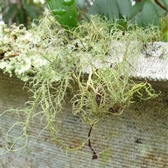 Unidentified Lichen by MazzV