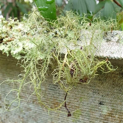 Usnea sp. (genus) by MazzV