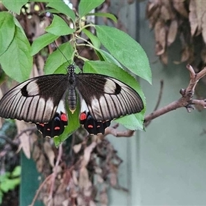 Papilio aegeus (Orchard Swallowtail, Large Citrus Butterfly) at Weetangera, ACT - 24 Jan 2025 by AdamMc