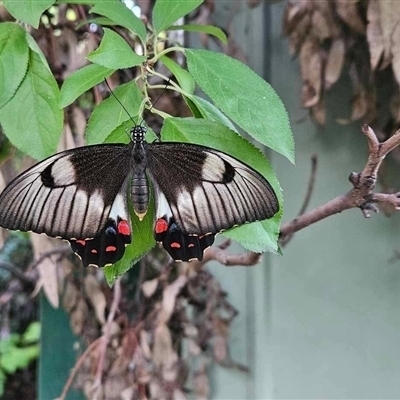 Papilio aegeus (Orchard Swallowtail, Large Citrus Butterfly) at Weetangera, ACT - 24 Jan 2025 by AdamMc