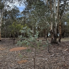 Acacia baileyana at Kaleen, ACT - Today by LouiseSproule