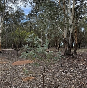 Acacia baileyana at Kaleen, ACT - Yesterday 12:29 PM