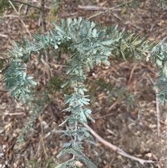 Acacia baileyana at Kaleen, ACT - Yesterday 12:29 PM