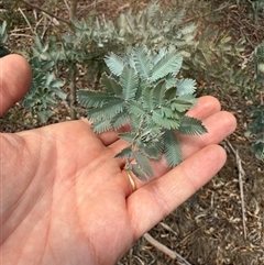 Acacia baileyana at Kaleen, ACT - Yesterday 12:29 PM