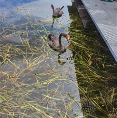 Cygnus atratus (Black Swan) at Gungahlin, ACT - Today by psylence