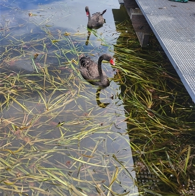 Cygnus atratus (Black Swan) at Gungahlin, ACT - 22 Feb 2025 by psylence