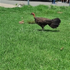 Alectura lathami (Australian Brush-turkey) at O'Reilly, QLD - 22 Feb 2025 by LyndalT