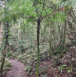 Dicksoniaceae (family) at O'Reilly, QLD - 22 Feb 2025 by LyndalT