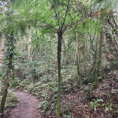 Dicksoniaceae (family) at O'Reilly, QLD - 22 Feb 2025 by LyndalT