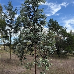 Eucalyptus bridgesiana (Apple Box) at Kaleen, ACT - 22 Feb 2025 by LouiseSproule