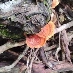 Unidentified Pored or somewhat maze-like on underside [bracket polypores] at O'Reilly, QLD - 22 Feb 2025 by LyndalT