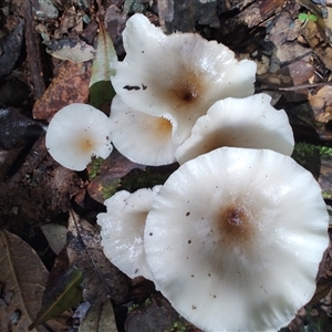 Unidentified Pored or somewhat maze-like on underside [bracket polypores] at O'Reilly, QLD - 22 Feb 2025 by LyndalT