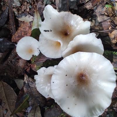 Unidentified Pored or somewhat maze-like on underside [bracket polypores] at O'Reilly, QLD - 22 Feb 2025 by LyndalT