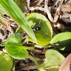 Rhytidoponera metallica (Greenhead ant) at Whitlam, ACT - 18 Feb 2025 by sangio7