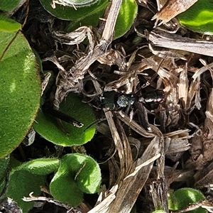 Rhytidoponera metallica at Whitlam, ACT - 18 Feb 2025 10:09 AM