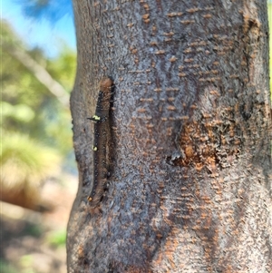 Oenochroma vinaria at Ainslie, ACT - suppressed