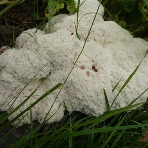 Fuligo septica at Charleys Forest, NSW - suppressed