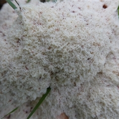 Fuligo septica at Charleys Forest, NSW - suppressed