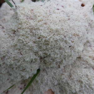 Fuligo septica at Charleys Forest, NSW - suppressed