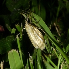 Hednota (genus) (A Crambid Snout Moth) at Charleys Forest, NSW - 19 Feb 2025 by arjay