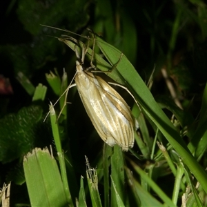 Hednota (genus) (A Crambid Snout Moth) by arjay