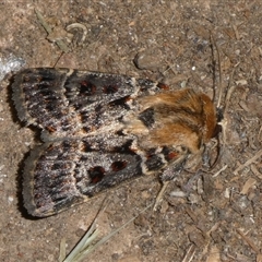 Proteuxoa sanguinipuncta (Blood-spotted Noctuid) at Charleys Forest, NSW - 19 Feb 2025 by arjay