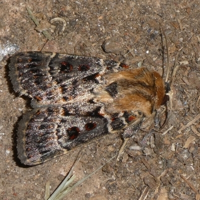 Proteuxoa sanguinipuncta (Blood-spotted Noctuid) at Charleys Forest, NSW - 19 Feb 2025 by arjay